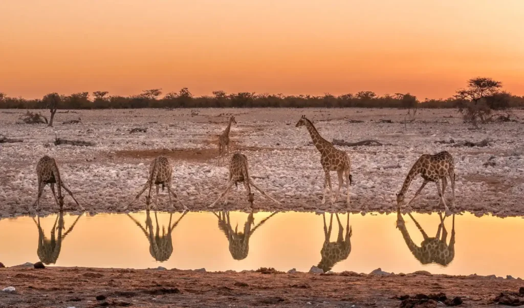 Múltiplas girafas bebendo água em poço de savana com reflexos dourados ao pôr do sol