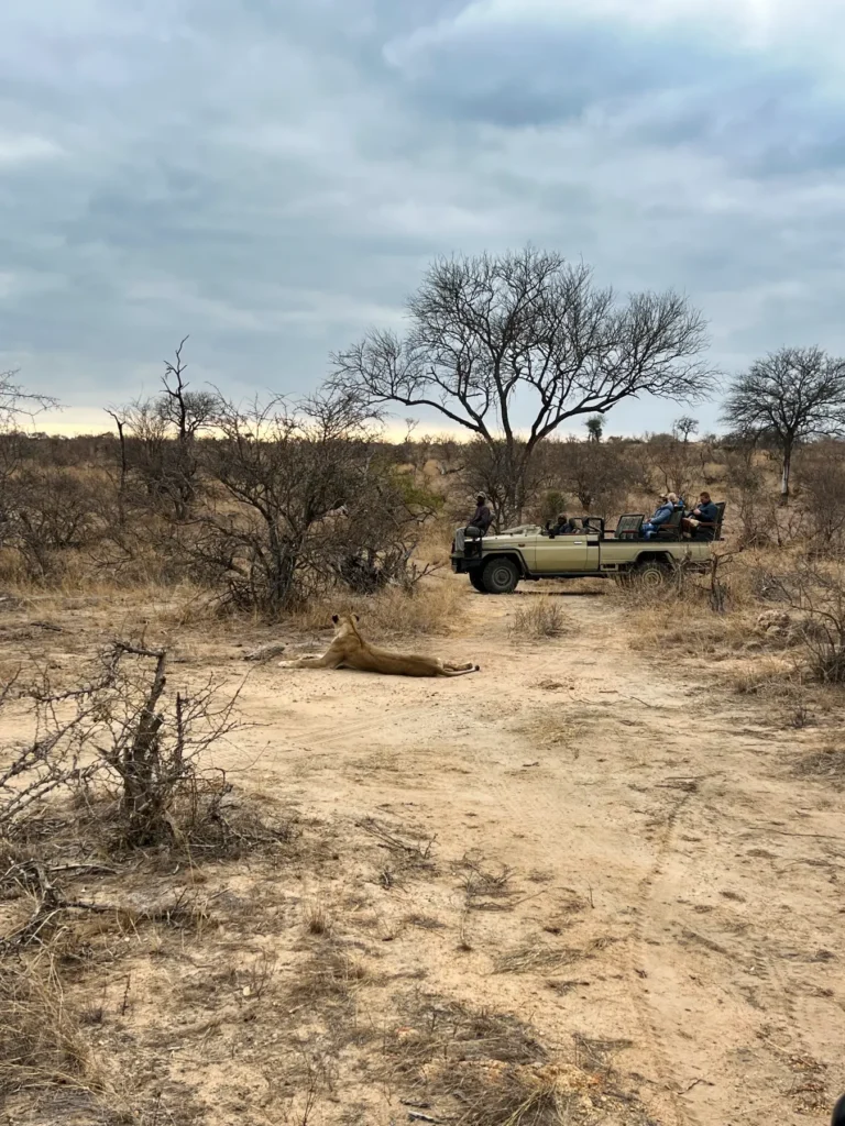 Turistas em veículo de safári vintage observando leão repousando no solo arenoso em ambiente natural da savana com árvores secas