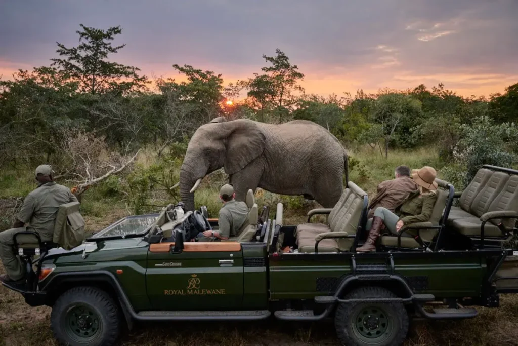 Turistas em veículo de safári verde Royal Malewane observando elefante próximo ao carro durante pôr do sol na savana
