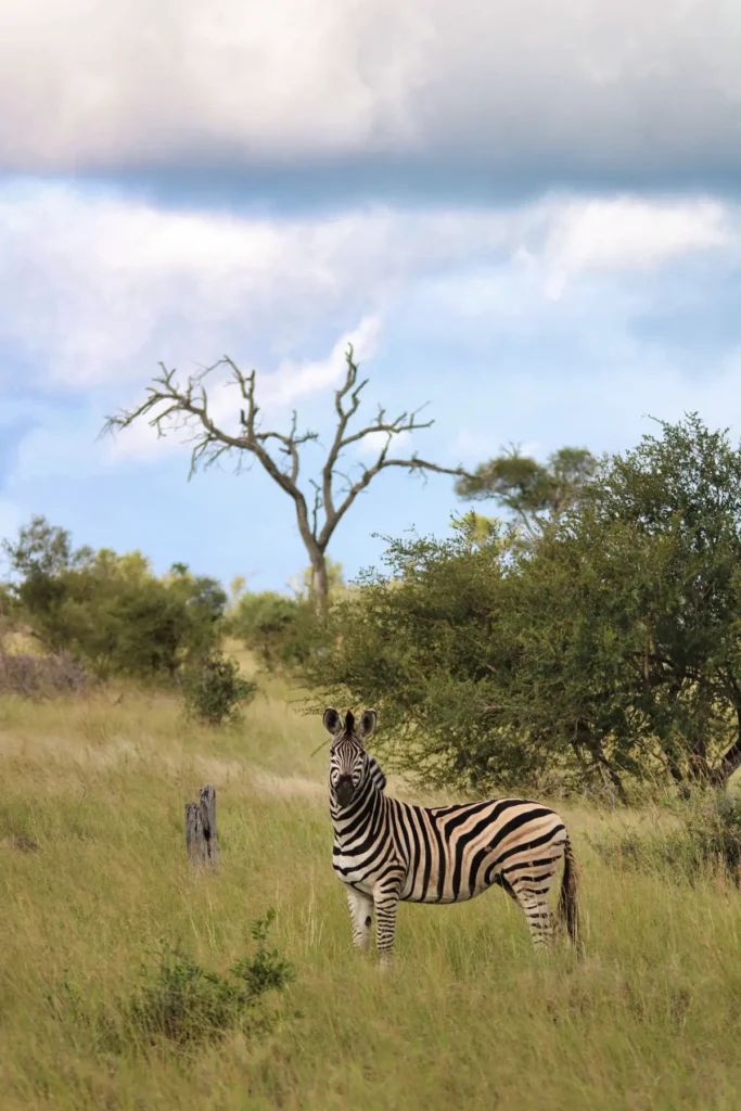 Zebra em pé na savana com grama alta amarelada, árvore seca morta ao fundo e céu azul nublado, em seu habitat natural