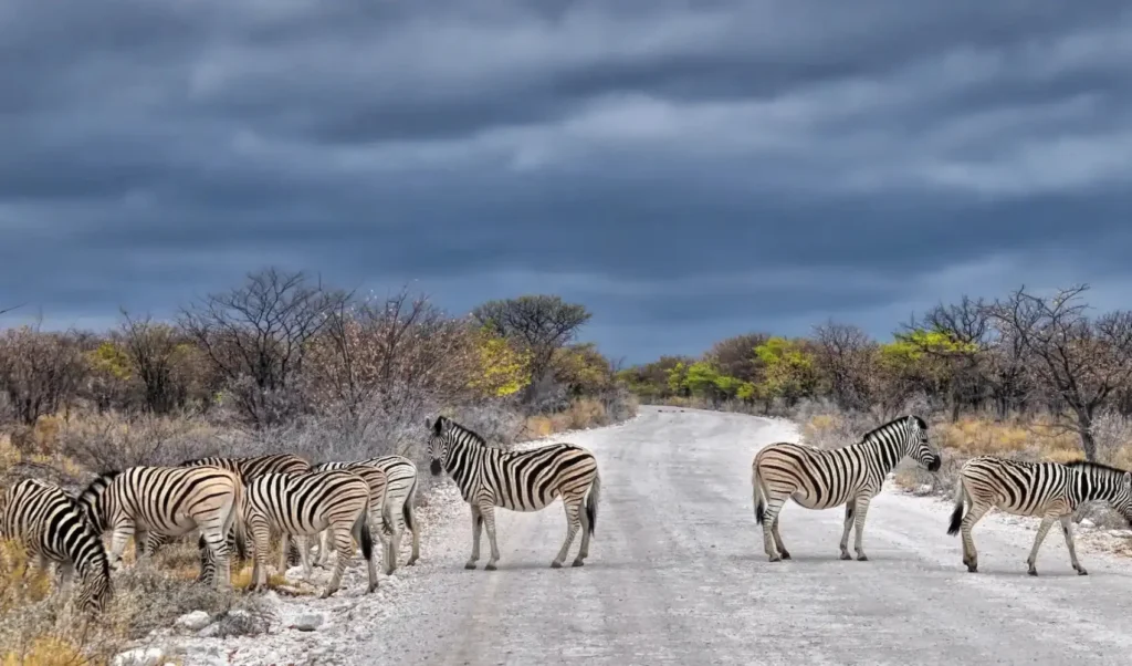 Grupo de zebras atravessando estrada em paisagem de savana com vegetação seca