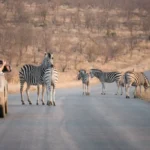 Rebanho de zebras cruzando estrada de asfalto em frente a veículos parados, mostrando comportamento natural de migração