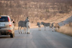 Rebanho de zebras cruzando estrada de asfalto em frente a veículos parados, mostrando comportamento natural de migração